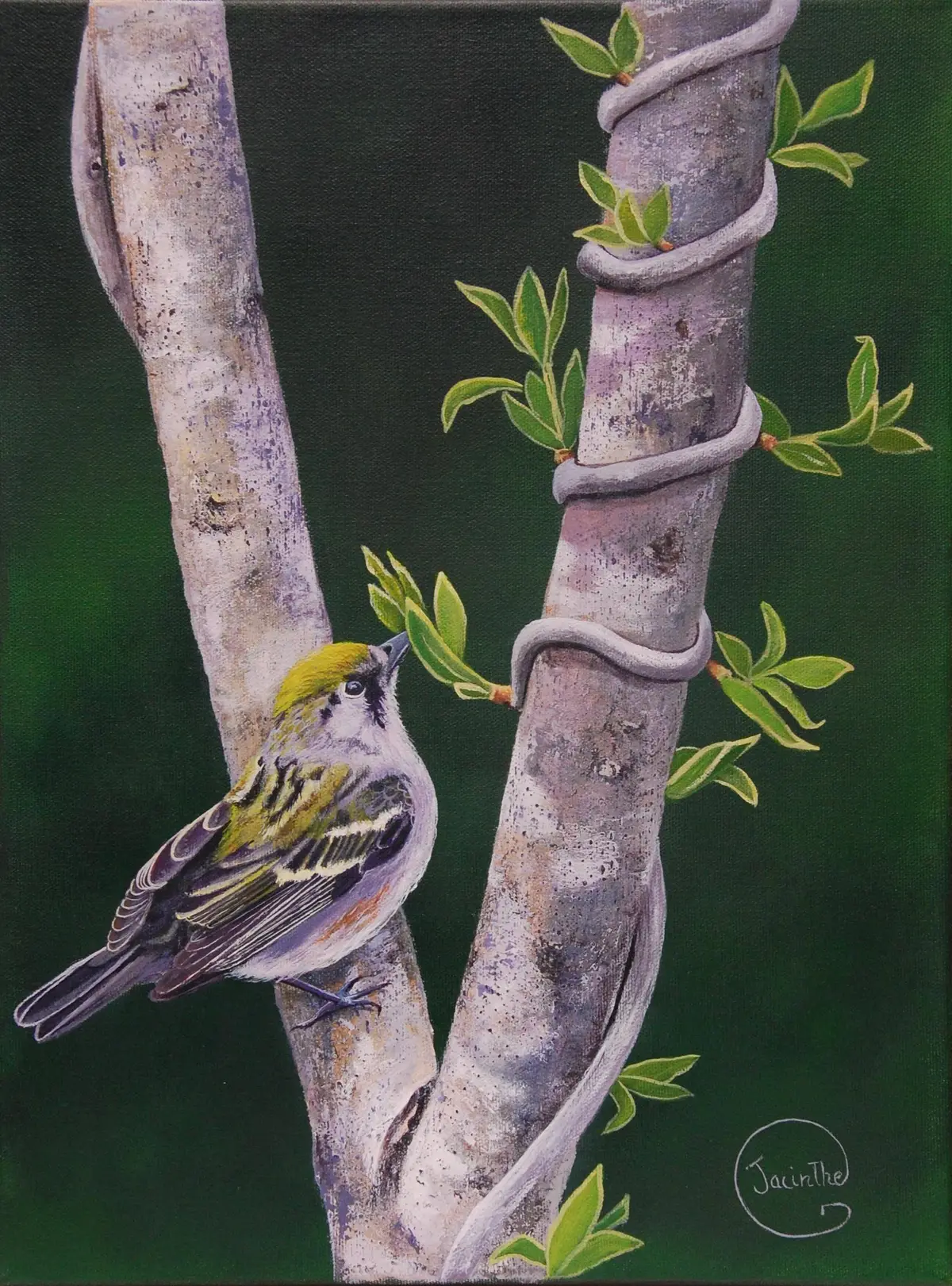 Mésange à tête noire — Jacinthe Grenon Mésange à tête noire