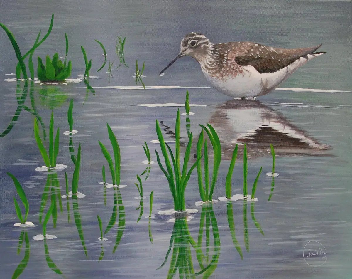 Oiseau rivage — Jacinthe Grenon Oiseau rivage