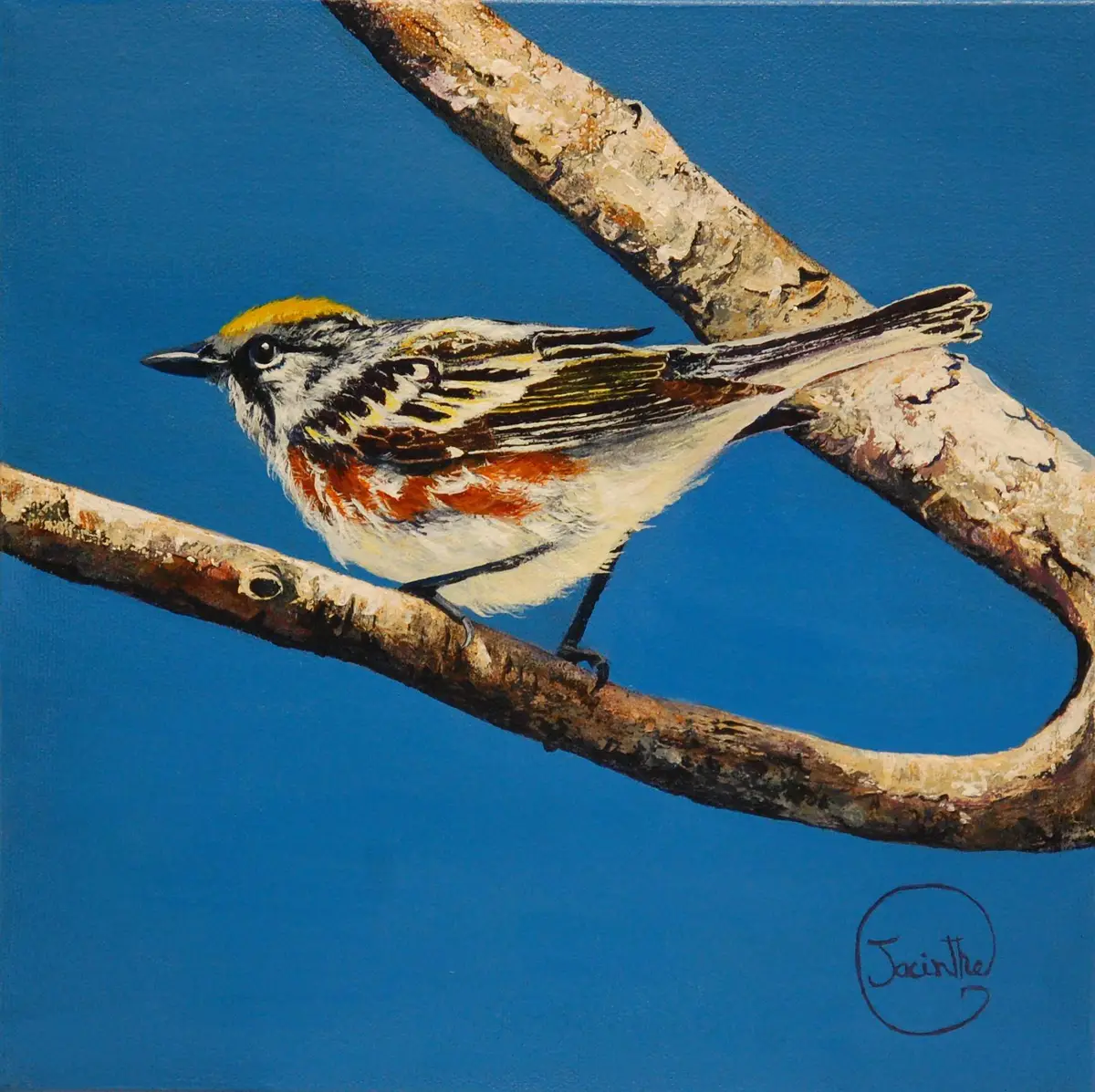 Oiseau fond bleu — Jacinthe Grenon Oiseau fond bleu