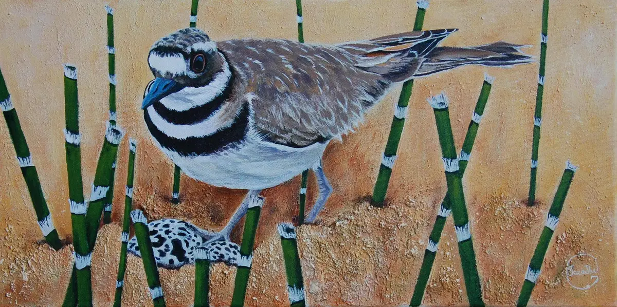 Pluvier kildir — Jacinthe Grenon Pluvier kildir