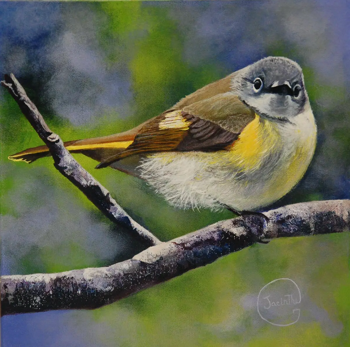 Viréo yeux rouges — Jacinthe Grenon Viréo yeux rouges